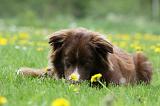 BORDER COLLIE 1009